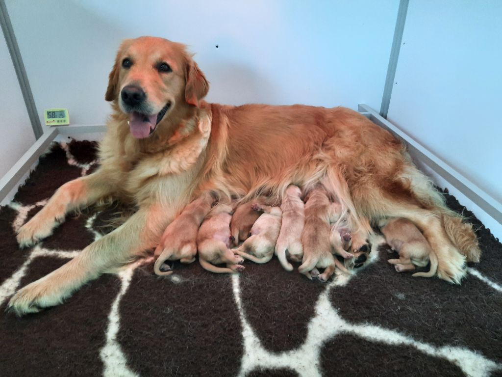 chiot Golden Retriever Des Sablons D'Or