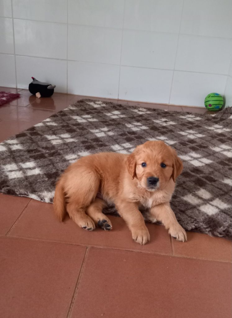 chiot Golden Retriever Des Sablons D'Or