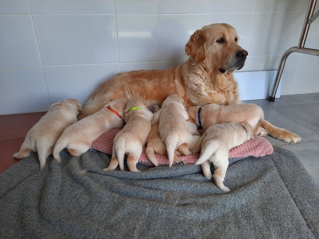 chiot Golden Retriever Des Sablons D'Or