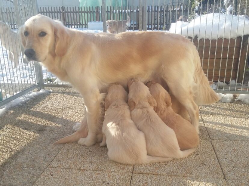 Des Sablons D'Or - Golden Retriever - Portée née le 03/01/2018