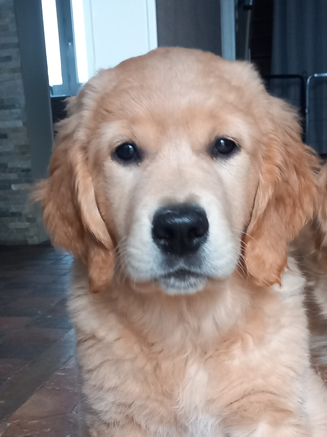 ANOUK Des Sablons D'Or