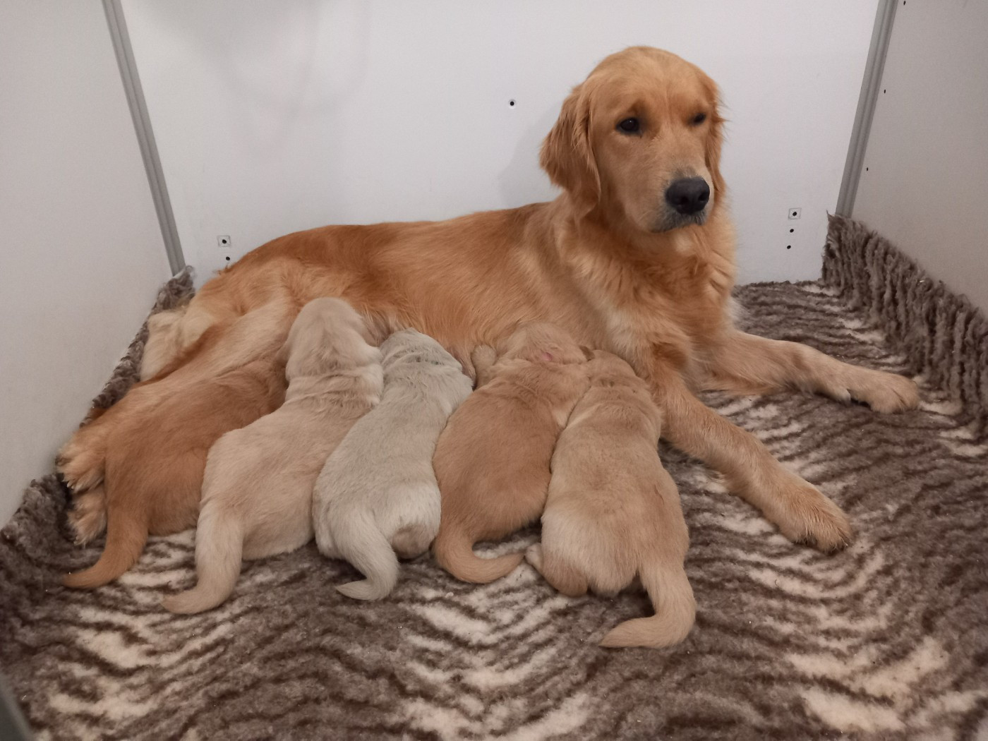 Des Sablons D'Or - Golden Retriever - Portée née le 31/10/2025